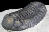 Barrandeops & Cyphaspis Trilobite Association - Foum Zguid #86902-2